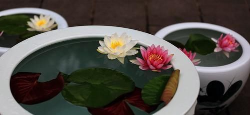  「种植」花卉种植技术：盆栽水培荷花花期养护方法和注意事项！