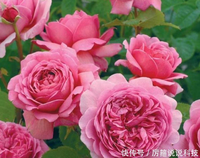  「懒人」“3种花” 最适合懒人养，越不管长得越旺，管的勤快黄叶又烂根！