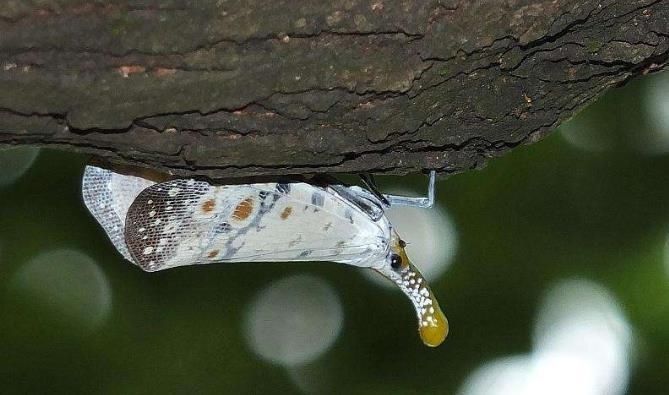  #分泌物#乡下这虫子在城里是害虫，可农民当成宝贝，虫子分泌物