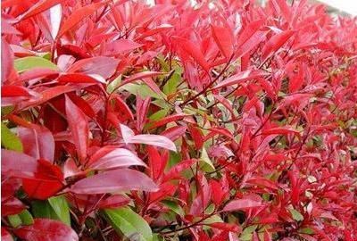 『枝条』红叶石楠扦插技术