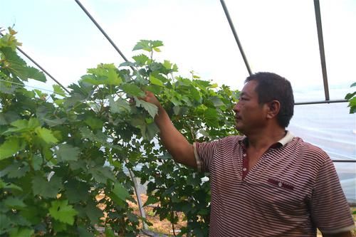  「确保」农民拿400万投身农业，种植特色作物，一年四季确保有收