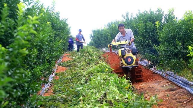  农业发展：新规鼓励小农户开办家庭农场，看准这3点，谁都能成为“农场主”