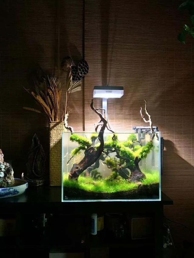  「养草」从养鱼到养草，从雨林缸到水陆缸 | 10年水族之路