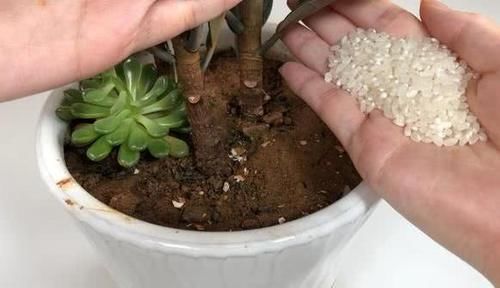  【方法】3种“吃食”变质？不能食用就养花用，按照方法处理是天然肥料