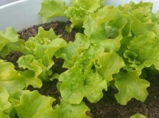  『种菜』这8种菜，随便种1盆在阳台，再也不用去菜市场买菜了
