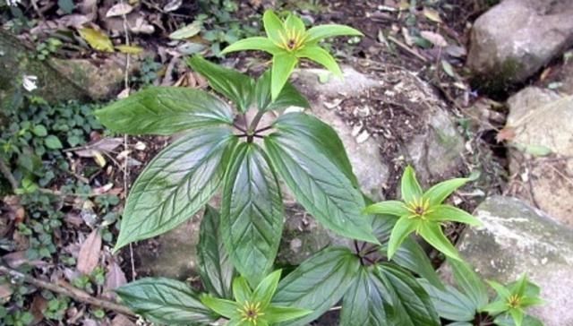 在竹林,生长着“1种草”,被称为“重台”,别去踩它,太少见!