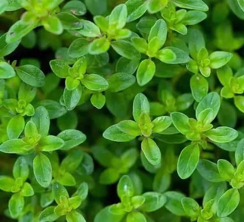 盆栽■可以驱赶害虫的9种植物，都能可以养成盆栽观赏花卉