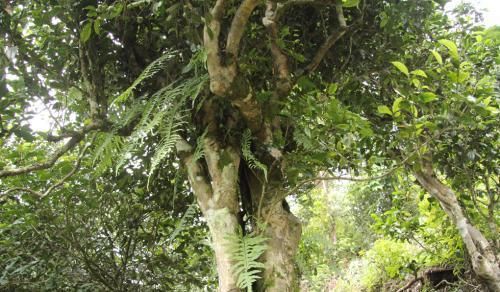 勐海味是什么味？走进勐海茶区，感受普洱茶魅力