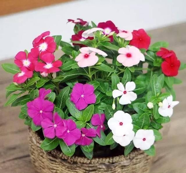  #阳光充足的环境#100种常见开花植物的养护要点与花期，快来看看有没有你喜欢的