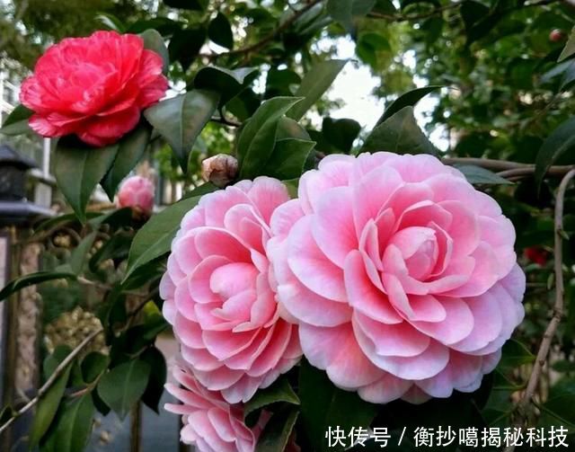 【缺水】地栽茶花的叶片发黄变卷,居然是脱水干死,原因在根部,还能救吗