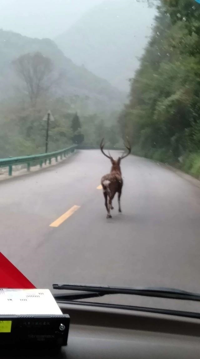 太白山景区多次惊现野生梅花鹿 引来游客驻足围观