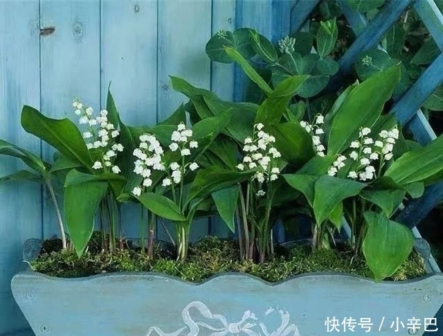  天使■喜欢白色？这五种“洁白花”不可错过，美如雪中天使