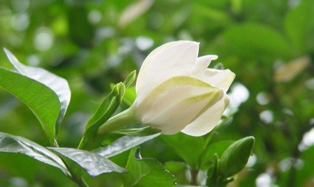  [栀子花]家庭盆栽栀子花，4点养护知识，学习养栀子花，白花开满盆