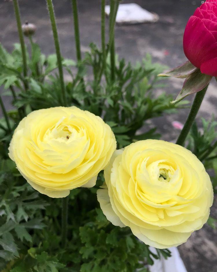 此花是世界名花,漂亮不输牡丹,养护容易,年年开花,南北都能种