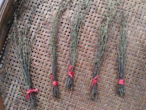 这种野草比菟丝子还缠人，农民称它为“独脚金”，卖到200元一两