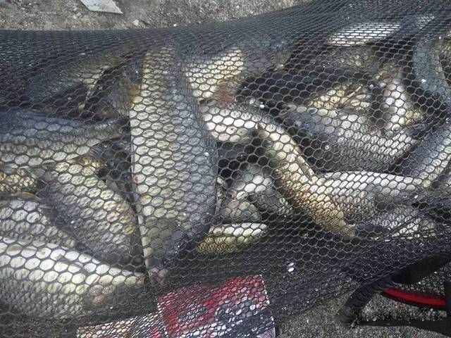  喜欢：熟悉鲫鱼，了解鲫鱼，这样才能钓上鲫鱼