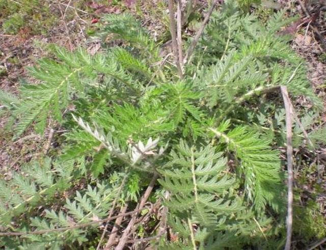  [村民]农村地里的“变色龙”，被村民当成无用杂草，现在卖90一斤