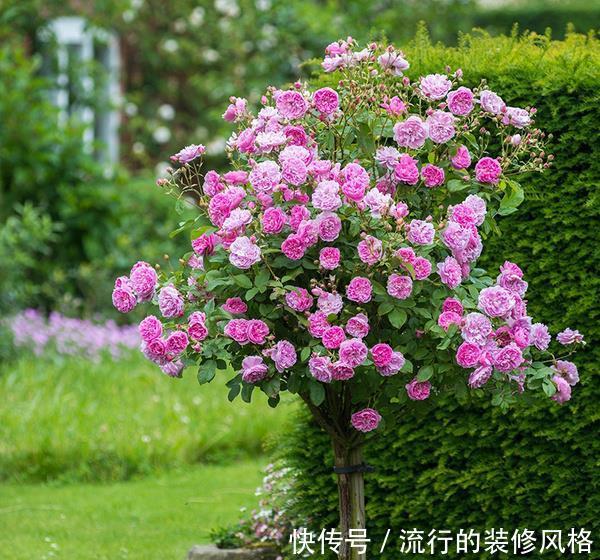  【阳台】阳台上栽种月季花需要注意什么？