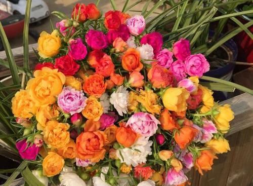  『只长叶不开』偷偷给妈妈养的太阳花狠狠剪了个光头，一个月后开花爆盆，真值