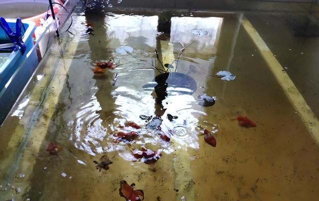 关系■鱼缸水质浑浊与硝化菌的关系