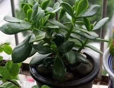  『扦插』玉树生长贼快，用1年的枝条去扦插，15-20天生根，来年就爆盆