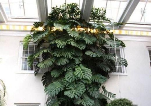 【虎皮兰】这“5种”植物,养10盆都不嫌多,不仅旺大运,还能“吸甲醛”!