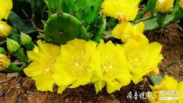  颜值|仙人掌花开见过吗？颜值也很高