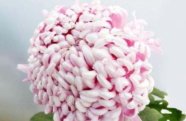  喜欢：喜欢菊花，首选此款优良名菊“久米梦乡”，似粉嫩少女，清秀优雅