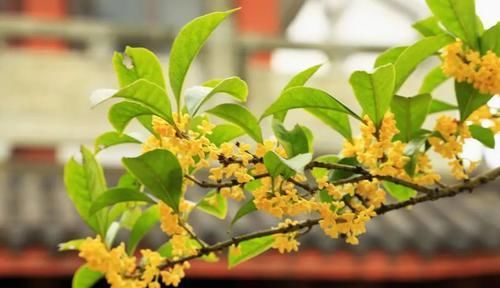  #泡水#这10种花，能泡水喝，又自带香味，还能煲粥做菜，你家阳台有几种