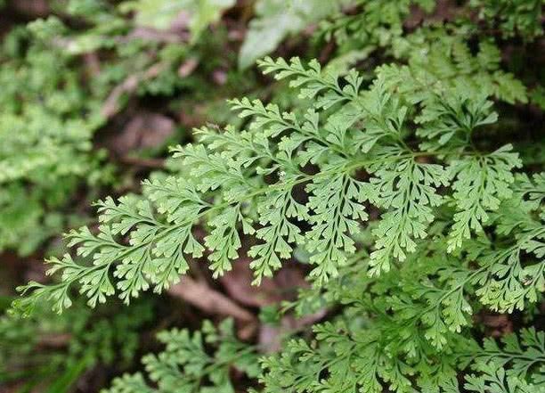  【烫伤】农村常见的野草，外用于烫伤，据说是万能草药！