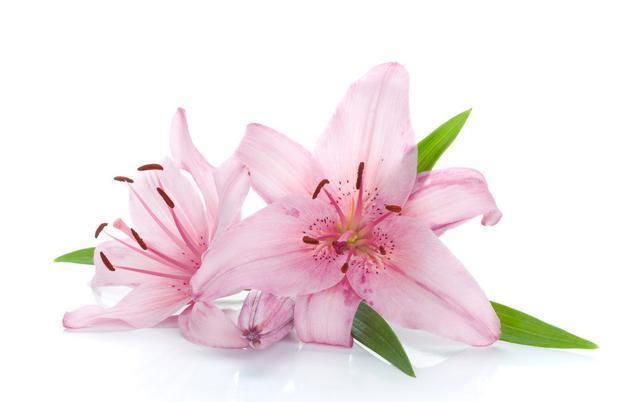 『鳞茎』“百合”谢花后,想分化植株?做好这几点,来年花期又能多几盆