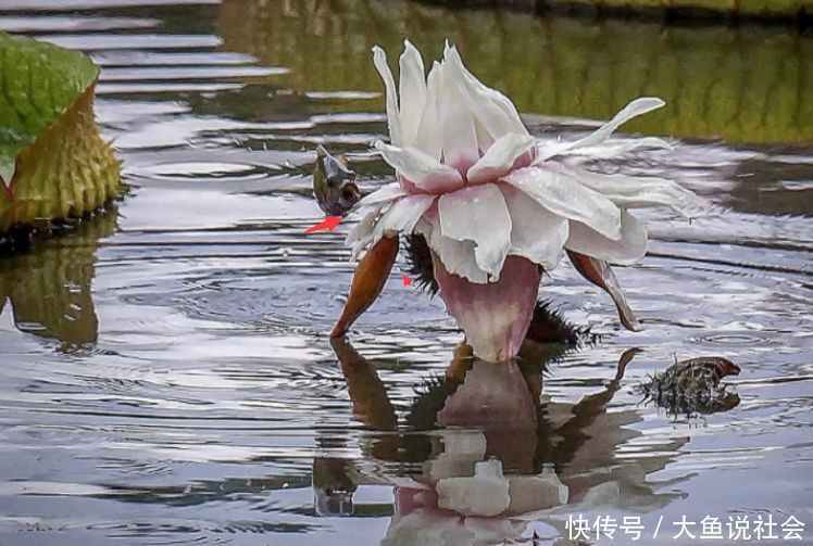 女孩公园游玩，发现水里荷花不对劲，拍照放大后，顿时大开眼界
