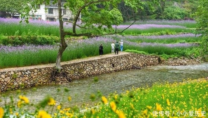 #花海#雁荡山景区的“普罗旺斯”,网红马鞭草已花开成海,又美还免费!
