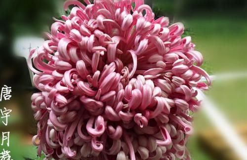  『优良』喜欢菊花，不如养盆优良名菊“黄水明珠”，花似荷包蛋，美丽高雅