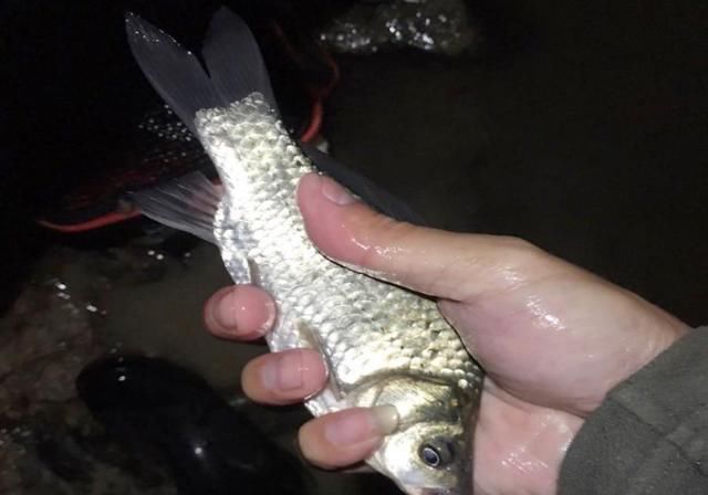  『轻松』春季野河钓鱼，远离6大误区，钓好鱼很轻松