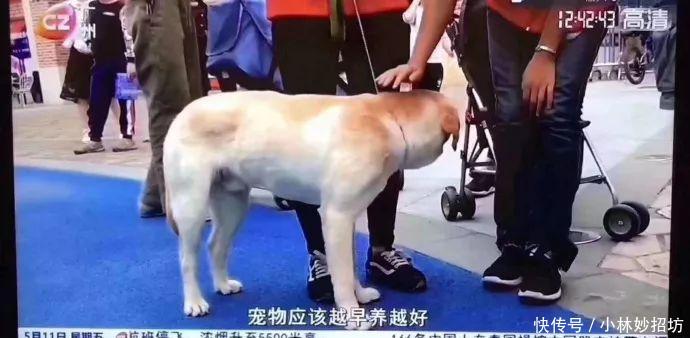 还在相信怀孕不能养宠物吗？ 连央视新闻都出来辟谣了!