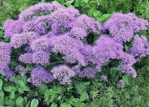  「别称」30种 ·野草的美，你认识几个？