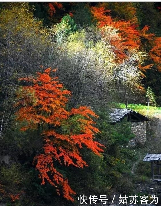 中国金秋10大最美红叶林，火红撩人，每一处都令人惊艳
