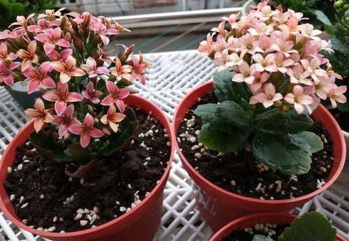  【开花数量】朋友给的“圣诞伽蓝菜”，以为是宝贝，原来3块一盆，开花可真多