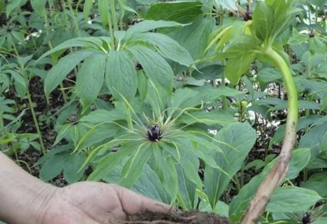  价值|竹林下，生长着“1种草”，植株低矮，人称“七叶一枝花”，珍贵