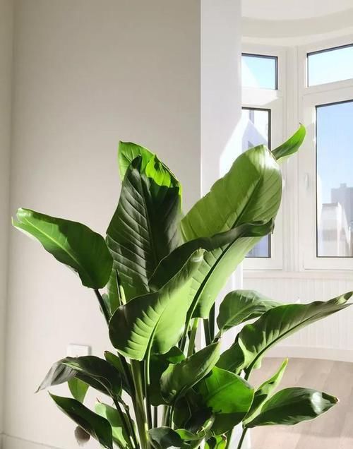  #花盆#室内盆栽：6种耐阴花，高端上档次，叶子越长越大！