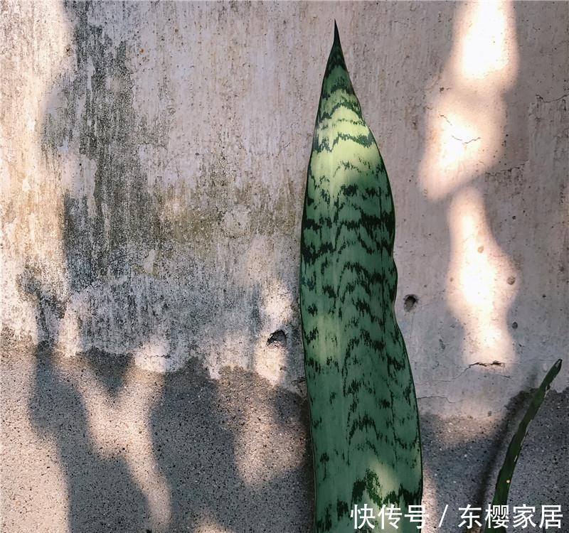  #无根水#爆盆虎皮兰，就是“本地货”，喝的“无根水”，还有遮阳伞！
