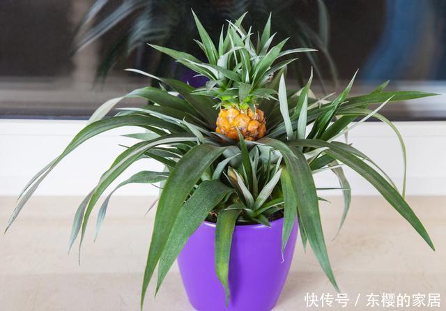 水培|吃剩下的菠萝头别扔,拿来水培当盆栽,好看极了