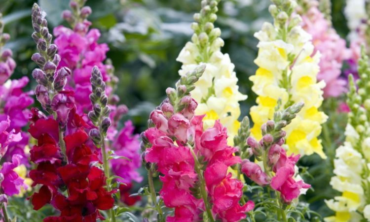 『春天』“4种花”最适合春天养,开花多又美,人见人爱,开成小花园!