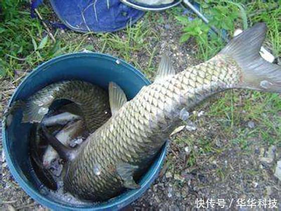 钓鱼不要再用蚯蚓了！只要农村一“妙物，河里一丢，好用还不贵