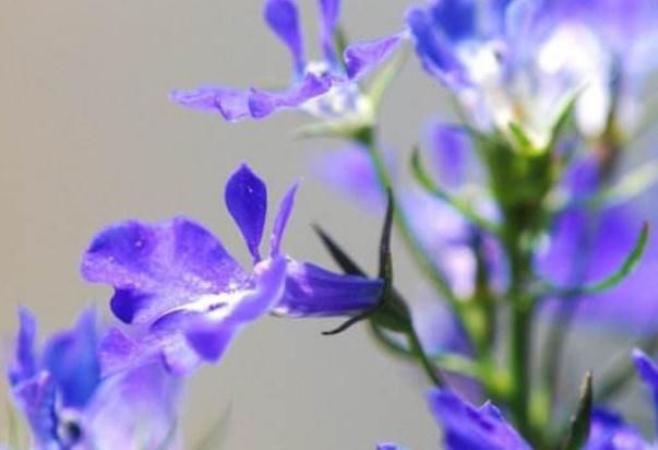 『自制』家养“六倍利”,自制一种“酸水”,一分钱不花,花朵从头红到尾