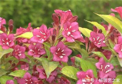  『扦插繁殖』五彩锦带花什么时候扦插