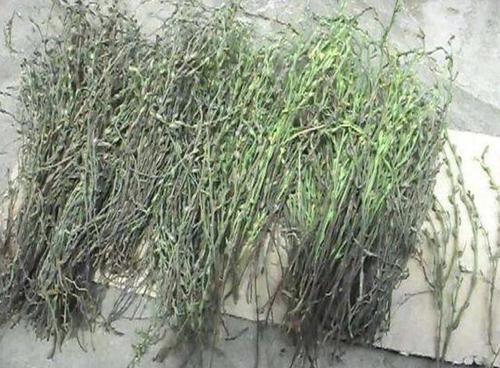  [观赏价值]长在农地里，人称疳积草，看着没有1米高，却是“药草”，珍贵！