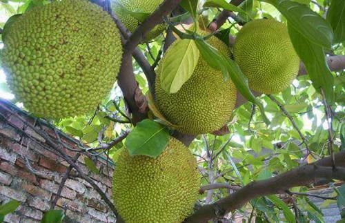  「挂果」怎样打理菠萝蜜才会结果？
