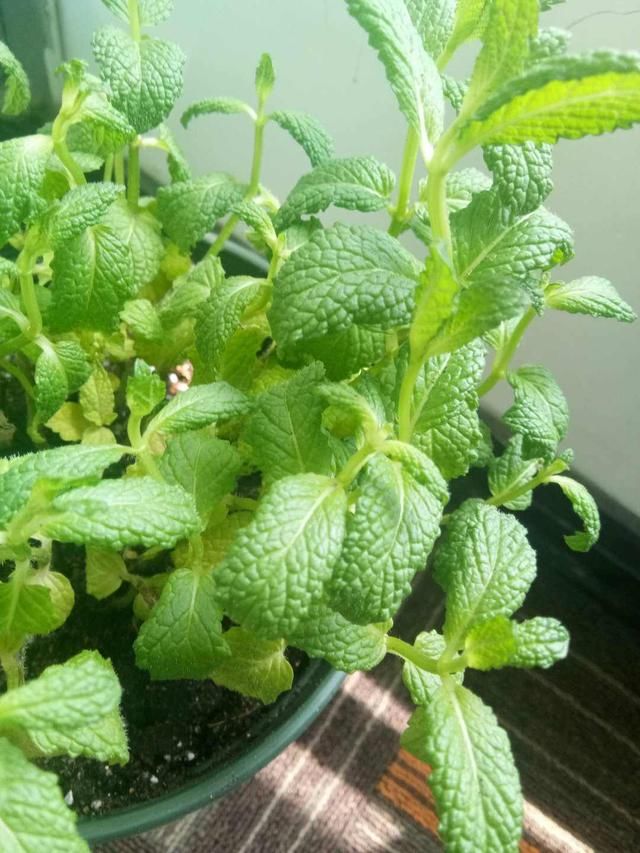 『平时』薄荷好看好养，平时这个位置剪一剪，防止薄荷“群魔乱舞”